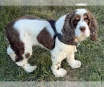 Small #4 Cocker Spaniel