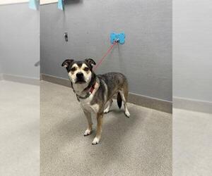 German Shepherd Dog-Unknown Mix Dogs for adoption in Las Vegas, NV, USA