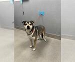 Small German Shepherd Dog Mix