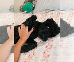 Small #1 Poodle (Miniature)