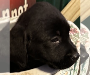 Labrador Retriever Puppy for sale in PETOSKEY, MI, USA