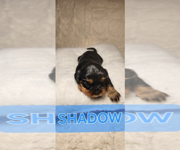Medium Photo #3 Cavalier King Charles Spaniel Puppy For Sale in WAUKON, IA, USA