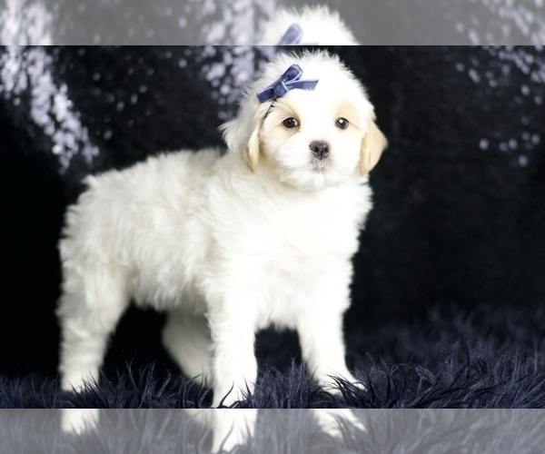Medium Photo #5 Maltipoo (Miniature) Puppy For Sale in WARSAW, IN, USA