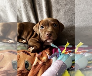 American Pit Bull Terrier Puppy for sale in OREGON CITY, OR, USA