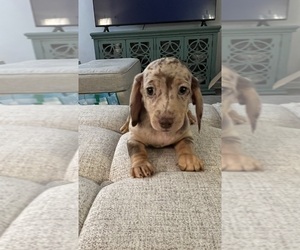Dachshund Puppy for sale in LEXINGTON, KY, USA