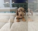 Image preview for Ad Listing. Nickname: Cinnamon Roll