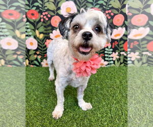 Shih-Poo Dogs for adoption in Corona, CA, USA