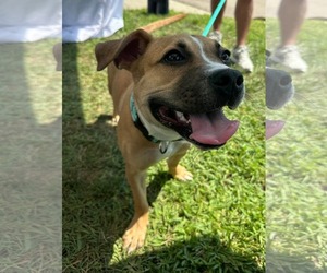 Moon Pie - Female Bulldog-Unknown Mix Dog for Adoption - Photo #8
