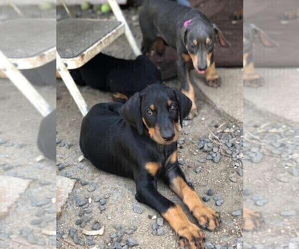 Medium Photo #5 Doberman Pinscher Puppy For Sale in AUSTIN, TX, USA