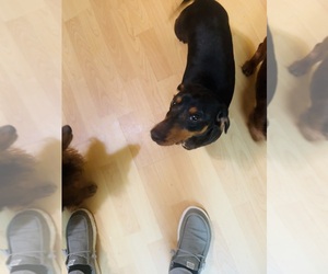 Father of the Dachshund puppies born on 09/01/2025