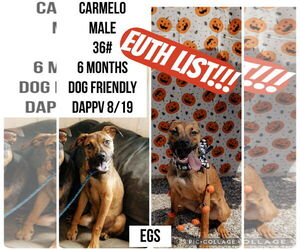 Mutt Dogs for adoption in Plainfield, IL, USA