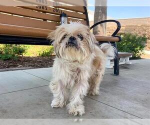 Shih Tzu Dogs for adoption in Orange, CA, USA