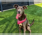 MOOSE - Male Great Dane-Unknown Mix Dog for Adoption - Small photo