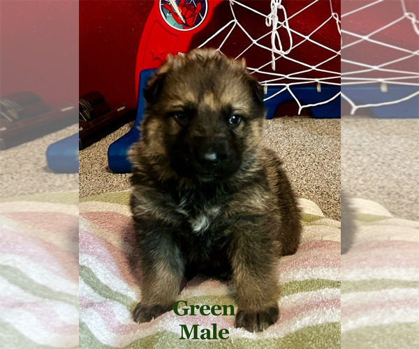 Medium Photo #7 German Shepherd Dog Puppy For Sale in FRUITLAND, WA, USA