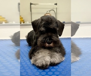 Schnauzer (Miniature) Puppy for sale in HOLLYWOOD, FL, USA