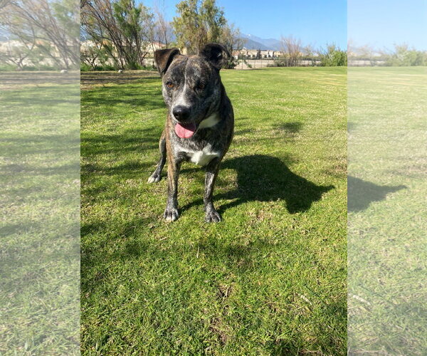 Medium Photo #1 Mutt Puppy For Sale in La Verne, CA, USA