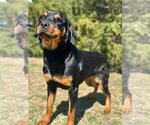 Small #6 Rottweiler