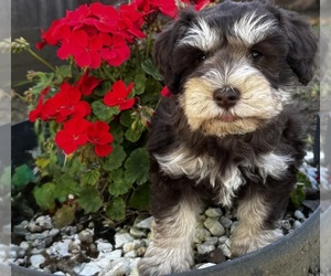 Medium Schnauzer (Miniature)