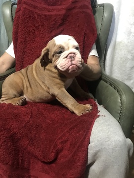 Medium Photo #4 English Bulldog Puppy For Sale in EAST HAVEN, CT, USA