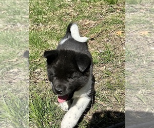Akita Puppy for sale in NASHVILLE, IN, USA
