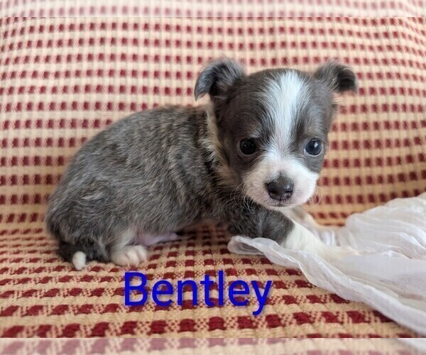 Medium Photo #6 Chihuahua Puppy For Sale in LEBANON, PA, USA