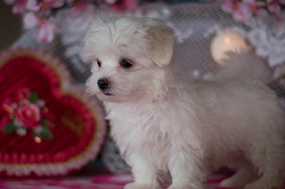 Maltese Puppy for sale in KENT, OH, USA
