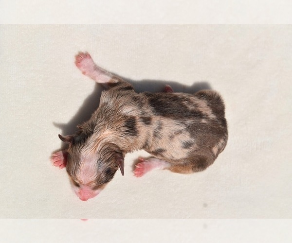 Medium Photo #3 Miniature Australian Shepherd Puppy For Sale in PALM COAST, FL, USA