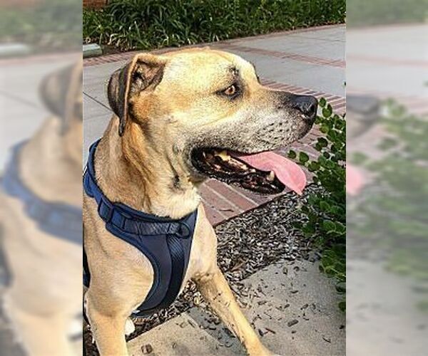 Medium Photo #4 Black Mouth Cur-Boxer Mix Puppy For Sale in Dana Point, CA, USA