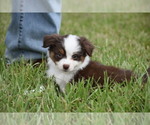 Small #7 Miniature Australian Shepherd