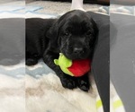 Small Photo #15 Labrador Retriever Puppy For Sale in KERNERSVILLE, NC, USA