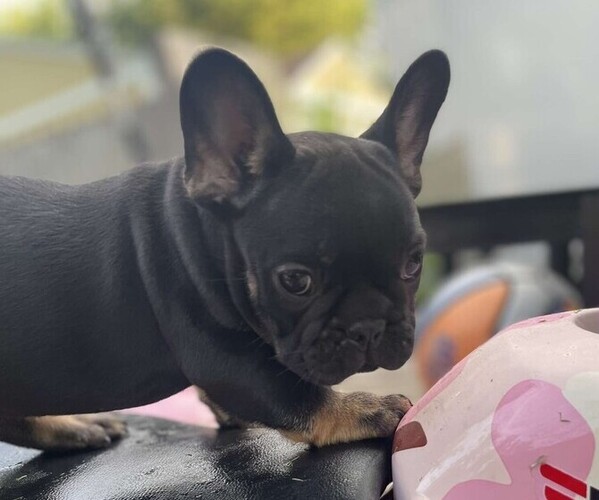 Medium Photo #2 French Bulldog Puppy For Sale in TOPEKA, KS, USA