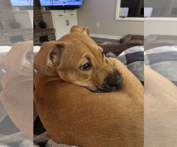 Medium Photo #3 Mutt Puppy For Sale in Farmington, MN, USA