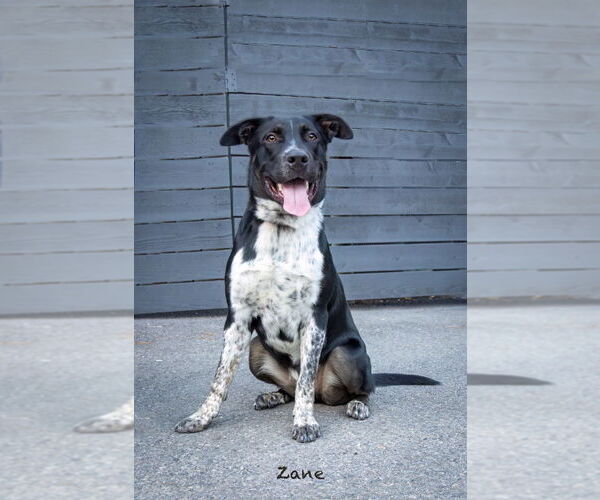 Medium Photo #3 Pointer-Unknown Mix Puppy For Sale in Hot Springs Village, AR, USA