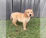 Small Photo #3 Golden Retriever Puppy For Sale in CUB RUN, KY, USA