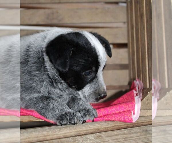 Medium Photo #7 Australian Cattle Dog Puppy For Sale in HYDE PARK, VT, USA