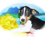 Small Photo #2 American Rat Pinscher Puppy For Sale in HAMMOND, IN, USA