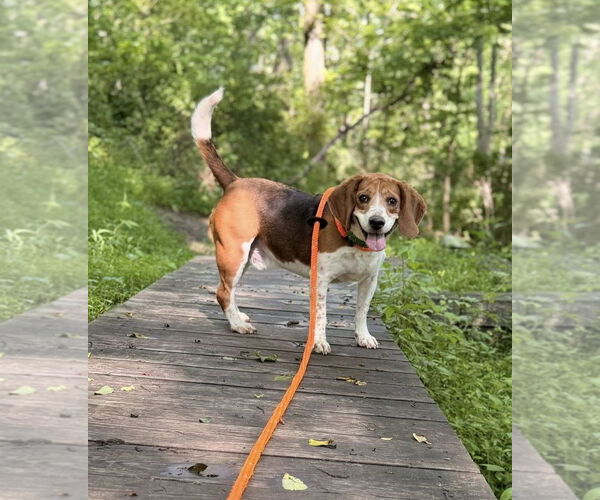 Medium Photo #1 Beagle Puppy For Sale in Chester, NJ, USA