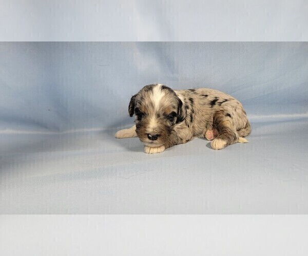 Medium Photo #9 Bernedoodle (Miniature) Puppy For Sale in BLACK FOREST, CO, USA