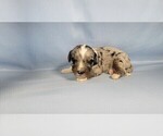Small #8 Bernedoodle (Miniature)