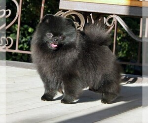 Father of the Pomeranian puppies born on 01/17/2021