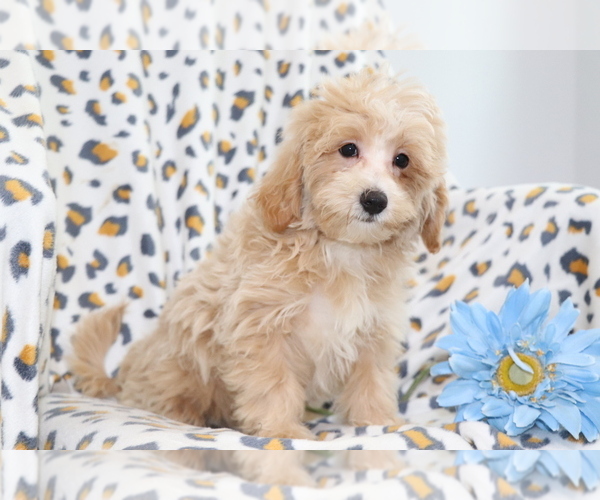Medium Photo #2 Maltipoo Puppy For Sale in SHILOH, OH, USA