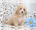 Small #1 Maltipoo