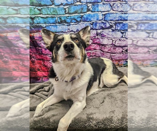Medium Photo #1 Border Collie-Unknown Mix Puppy For Sale in Gloversville, NY, USA