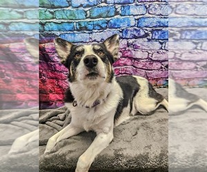 Border Collie-Unknown Mix Dogs for adoption in Gloversville, NY, USA