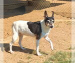 Small #1 Mutt
