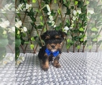 Small #1 Morkie