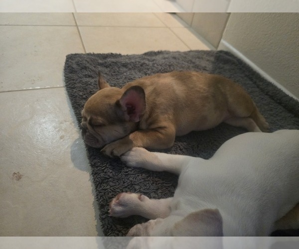 Medium Photo #19 French Bulldog Puppy For Sale in CHINO HILLS, CA, USA
