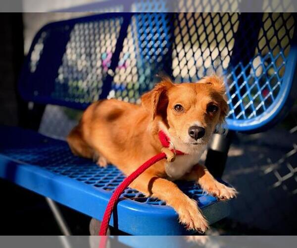 Medium Photo #1 Chihuahua-Unknown Mix Puppy For Sale in Orlando, FL, USA