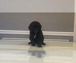Small Photo #46 Bernedoodle-Labradoodle Mix Puppy For Sale in MILFORD, NJ, USA