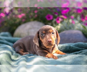 Dachshund Litter for sale in ROME CITY, IN, USA